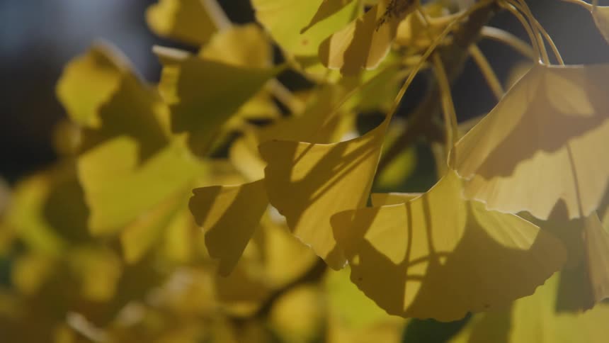The sun is shining on the yellow leaves