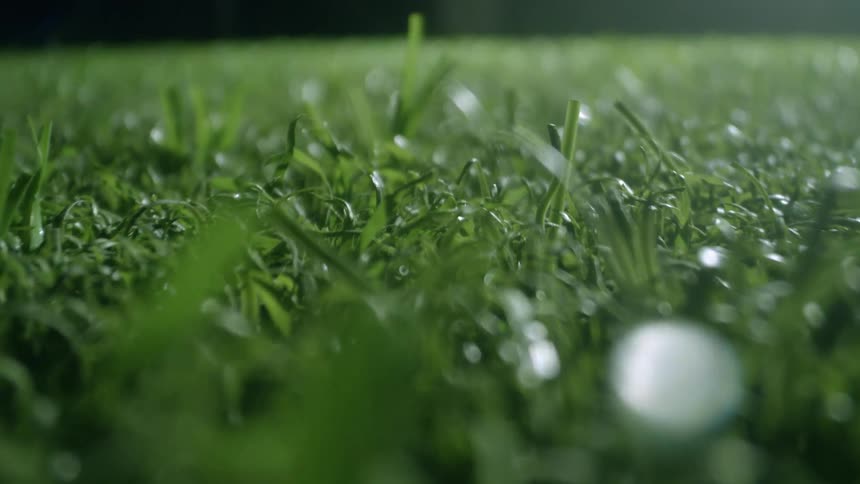 Dew droplets glisten on green grass blades in closeup view