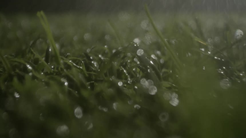A close view of bright green grass being soaked by heavy rainfall with sparkling water droplets visible on the blades