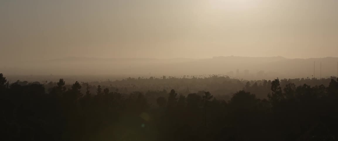 View of trees on a foggy day
