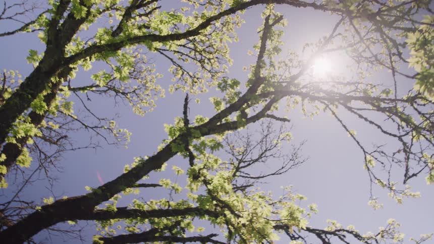 Sunlight filters through mossy green branches against a clear blue sky