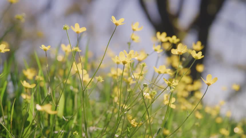 A patch of bright green grass and numerous small yellow wildflowers on long stems which are sharply contrasted against a lightcolored hazy background with the dark blurred trunk and branches of a large tree visible