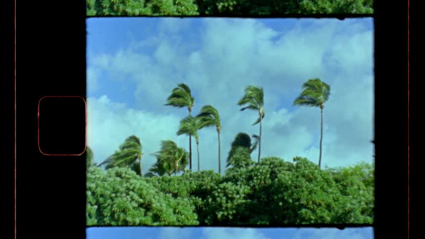 Several tall palm trees are being blown by strong winds