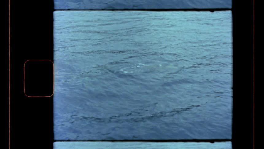 Dolphins briefly surface before submerging again during the day