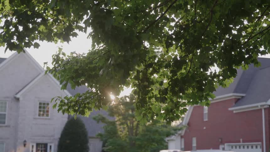Trees and bushes around neighborhood houses