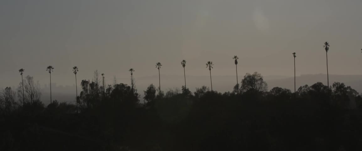 Row of palm trees in between other trees at dusk