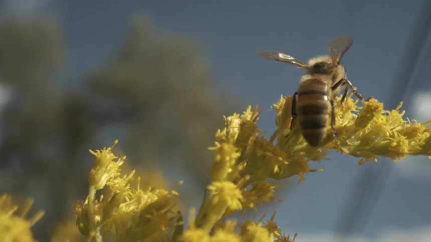 A clear macro shot shows a honeybee with visible striping actively crawling along a cluster of small yellow goldenrod blossoms moving its body while positioned against a clear blue sky