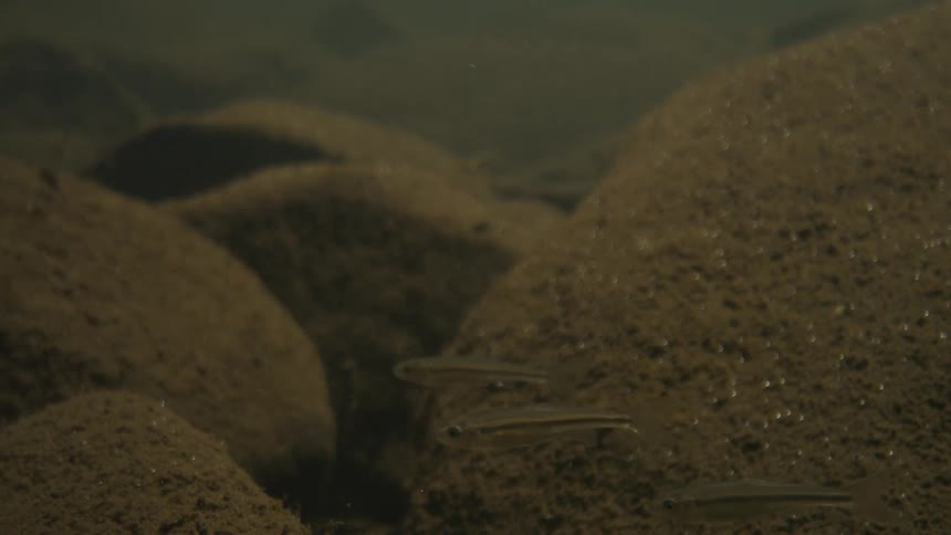 The small fish swim past the rocks