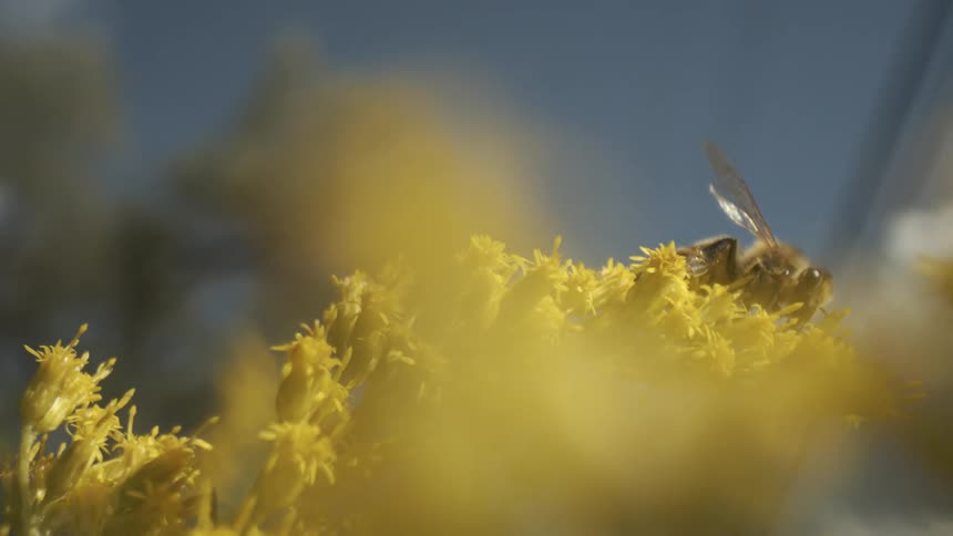 Bee crawls on a flower collecting pollen and flies away