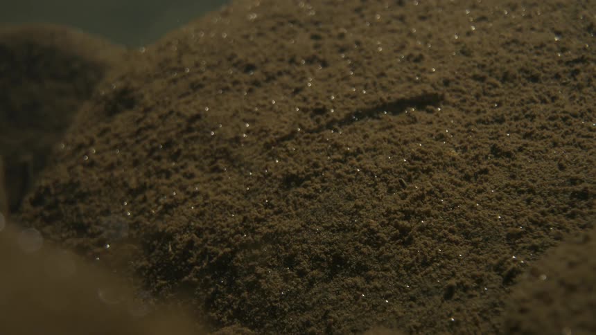 This is a closeup of dark moist glittery soil or sediment with a shadow or worm like creature moving upward