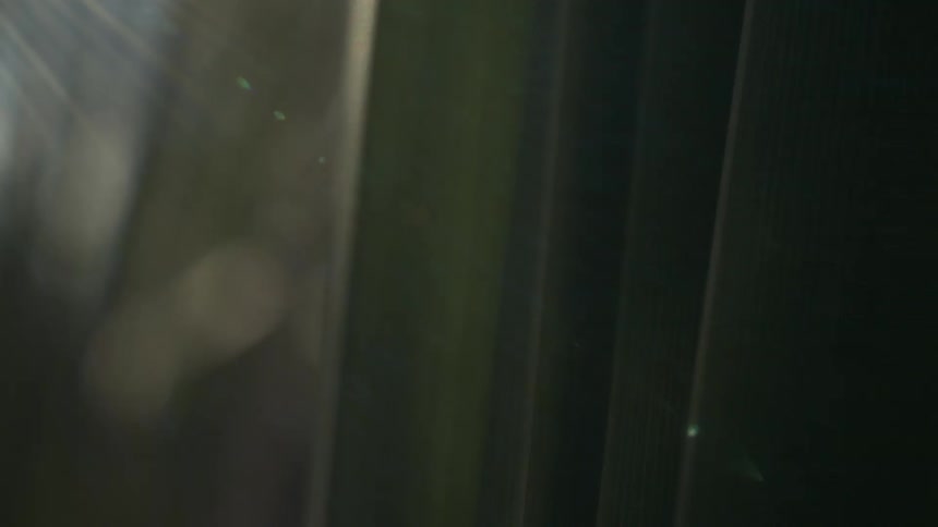 A blurred abstract background shows vertical dark green lines with bright sunlight flaring off the edges
