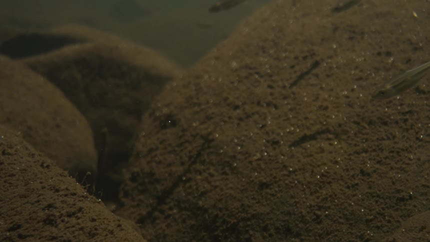 A school of small fish swim underwater together