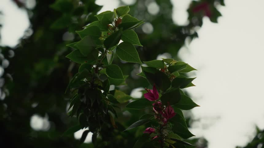 Green branches with small pink flowers among the foliage