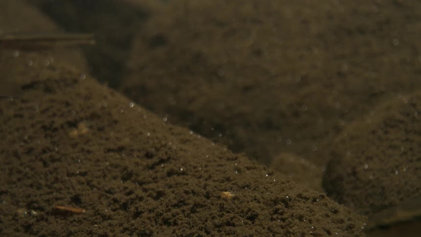 Small fishs swims near the sandy bottom in shallow water
