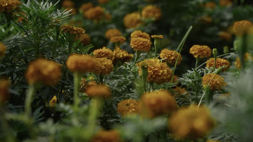 Orange marigolds bloom in dense cluster with green foliage