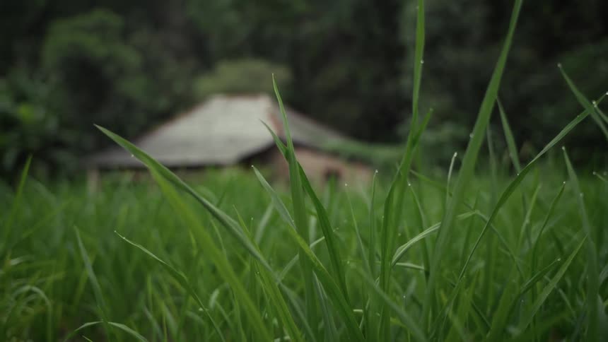 Water droplets rest on grass blades in front of rustic cabin in the forest