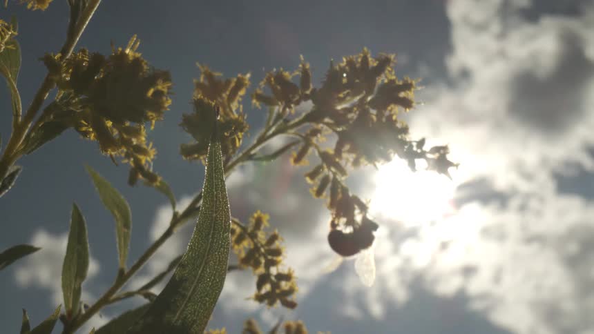 A view of some flowers outdoors