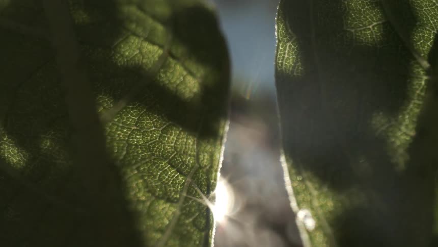An extreme close view of dark green plant leaves with visible veins backlit by bright sunlight flaring through a narrow gap between them