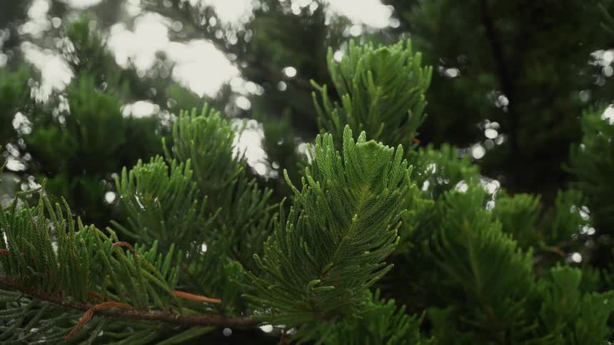 A close view of the bright green needles of a coniferous tree branch swaying gently against a blurred bright sky background