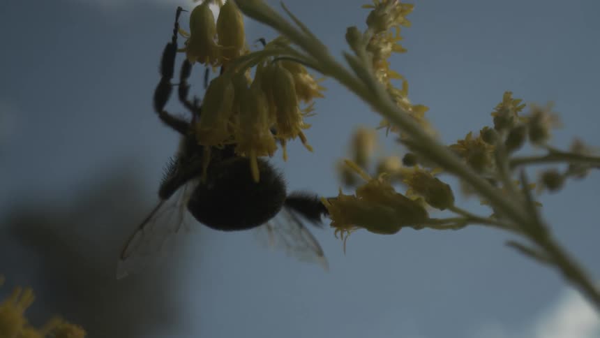 Bee prominently collecting nectar from yellow flowers under clear blue sky