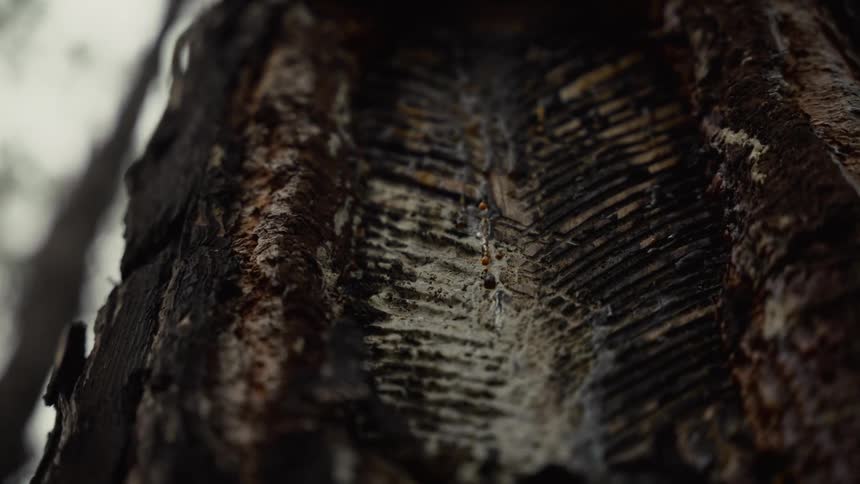 A close up of some wood on a tree outdoors