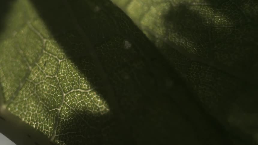 Shade covers the green leaf