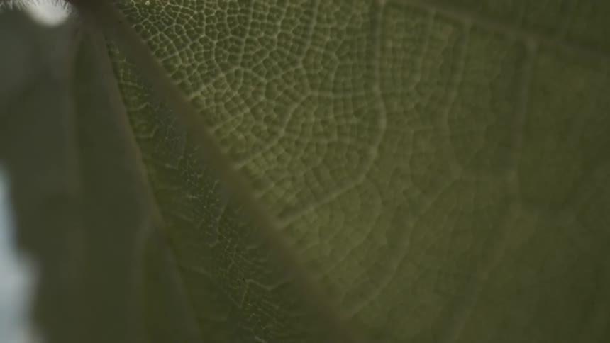 A close up of cells on a leaf