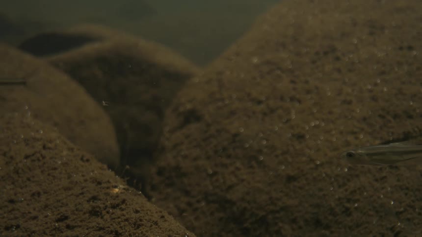 Closeup of small fishes swimming underwater over murky rocks