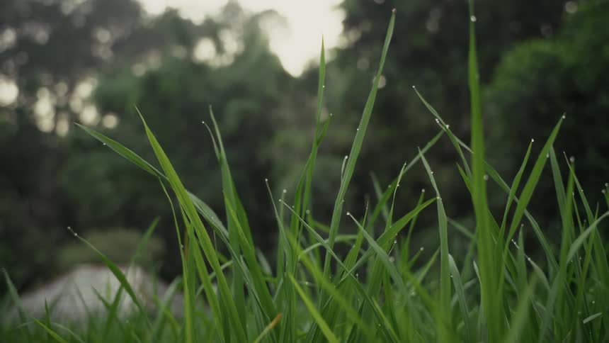 Dewdrops rest on tall grass tips lit by soft light among trees in the background