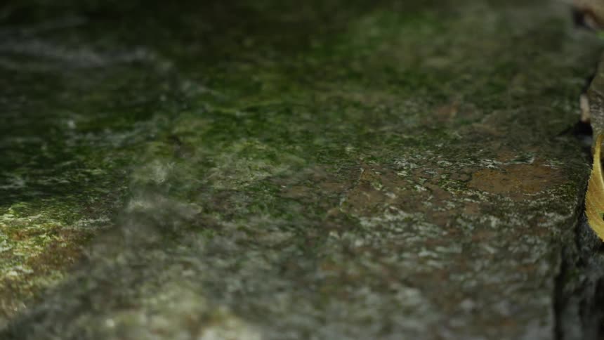A close view of a flat rock surface covered in dark green moss and algae with patches of white and brown texture