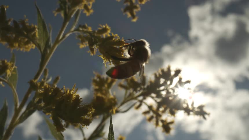 Bee clings to a flower and moves around collecting pollen