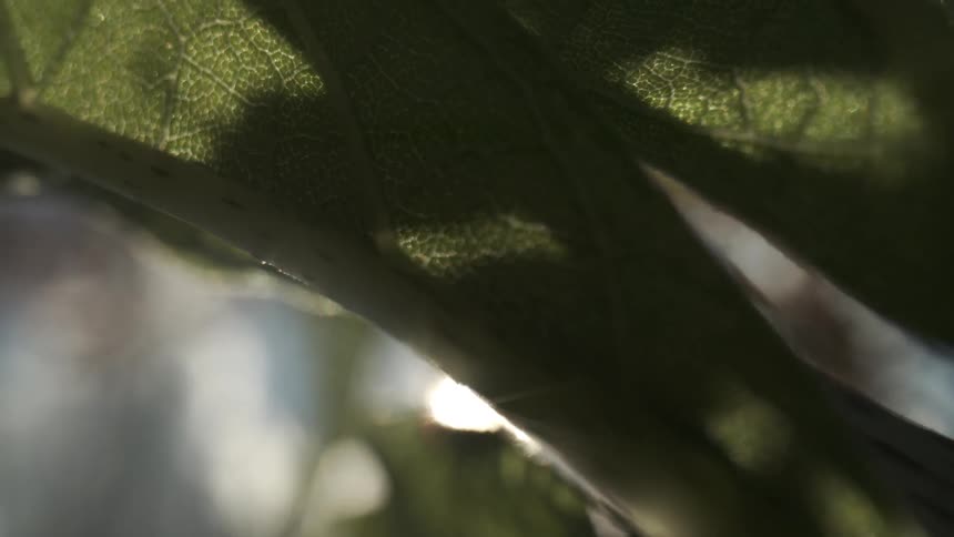 A close up view of some leaves outdoors