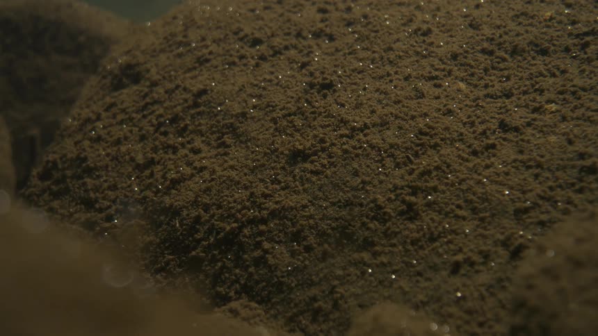The fish casts a shadow on the sea floor