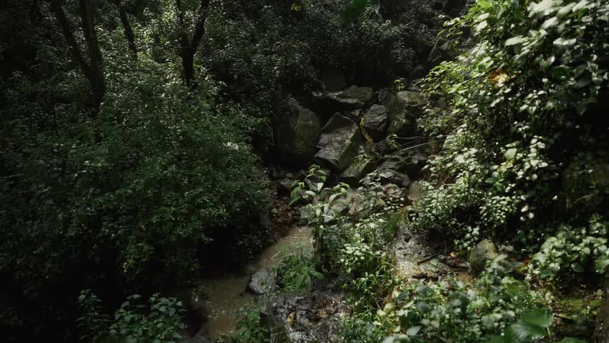 Dense vegetation surrounds muddy stream in forest lit by filtered sunlight