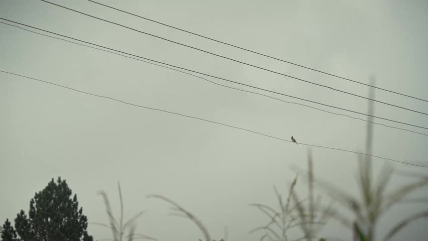 The video captures a static shot focused on several parallel electrical or telephone wires strung across a dull overcast sky a small bird is perched near the center of one of the wiresin the foreground and bottom of the frame there are dark silhouet