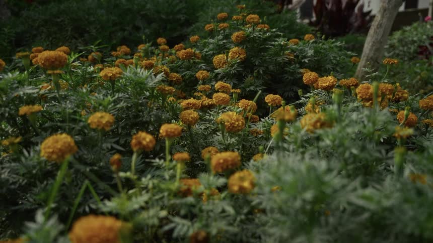 Marigold flowers bloom in dense garden surrounded by green foliage