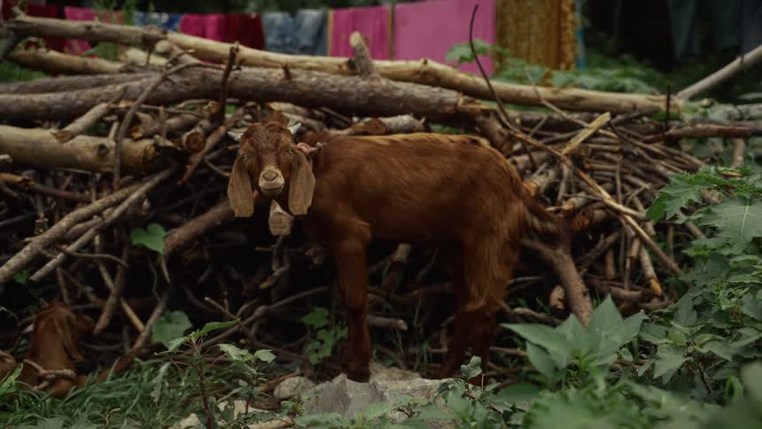 A brown goat with long ears stands on a rock surrounded by green plants and a large pile of wooden branches with colorful drying laundry in the background