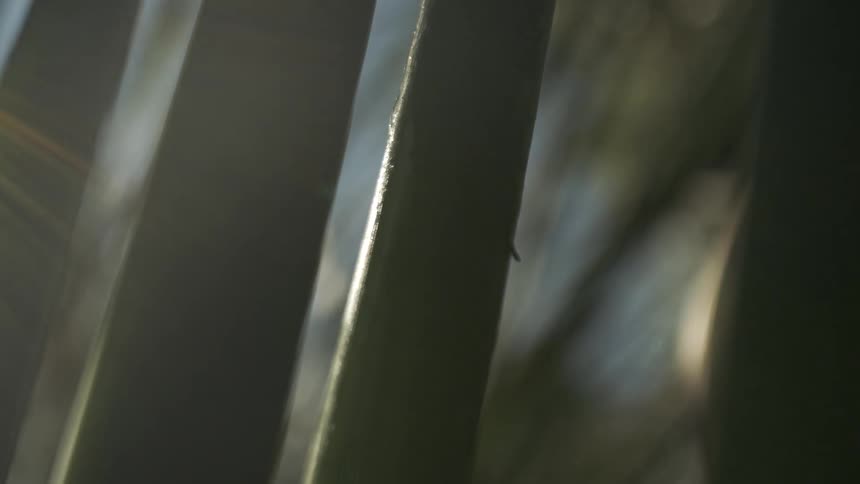 A view of some trees outdoors