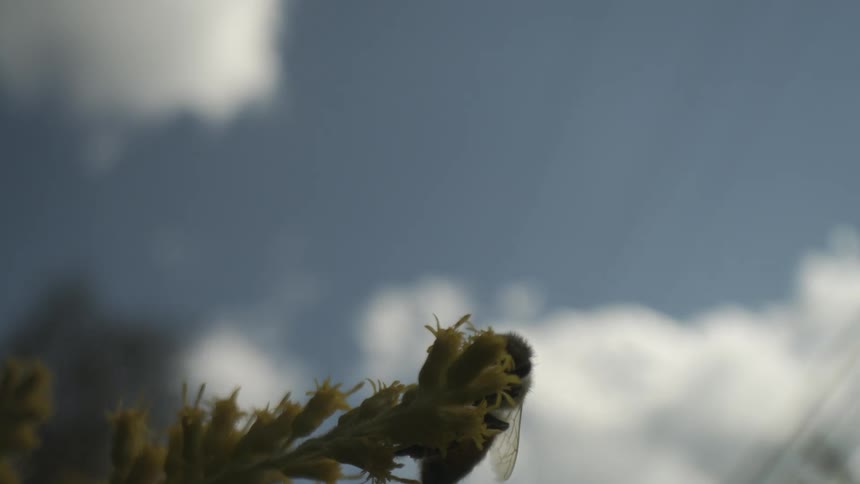 The bee is on the peak of the yellow flower