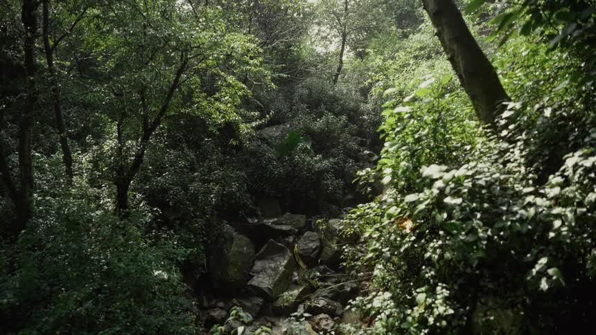 A handheld shot a dense forest interior featuring a rocky stream bed flanked by thick green vegetation and tall trees