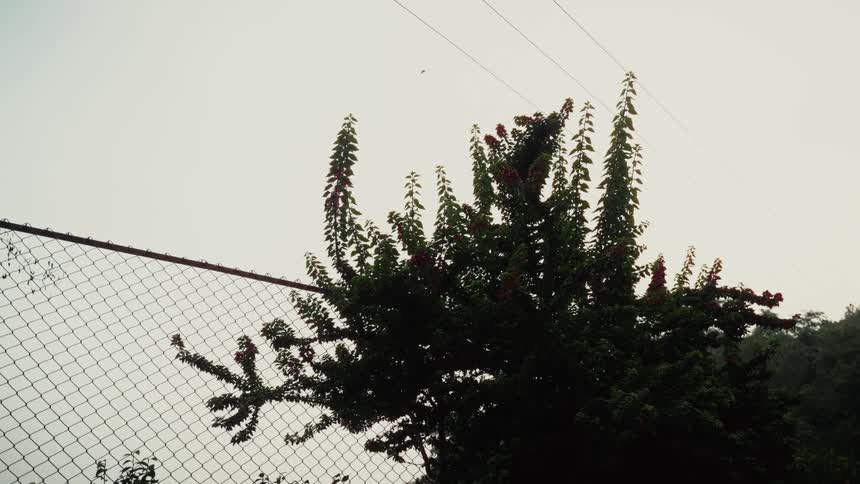 Flowering branches stretch beside wire fence with airplane crossing cloudy sky in background