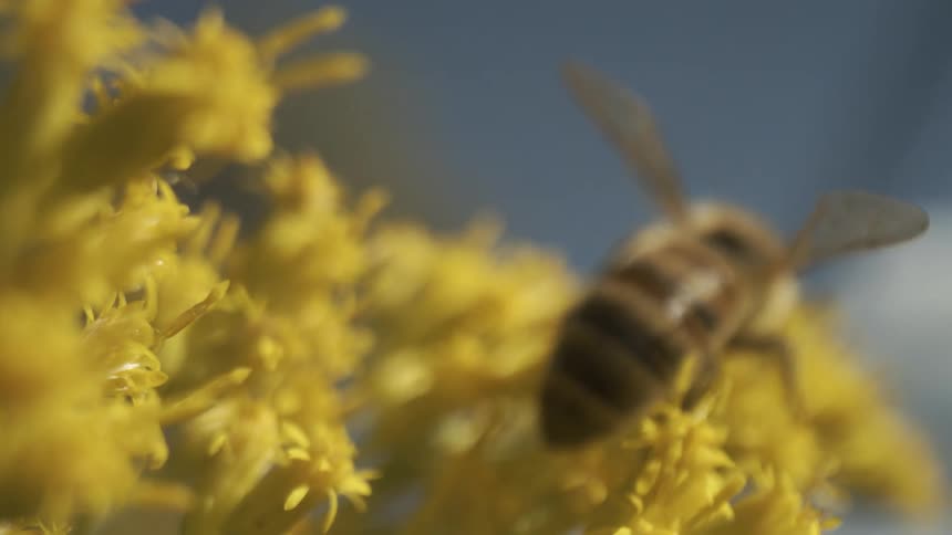 Bee climbs on a flower collecting pollen
