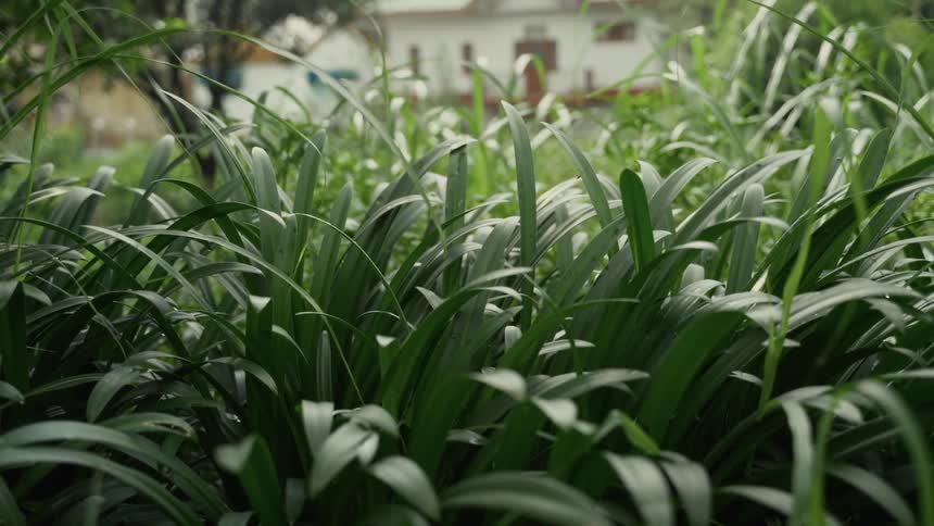 A closeup shot of long dark green grass or broadleafed plants that are gently swaying in a light breeze with a small white house visible and out of focus in the background