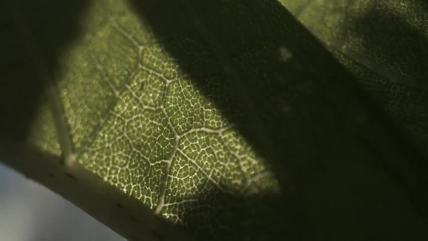 A close up of some lines on leaves