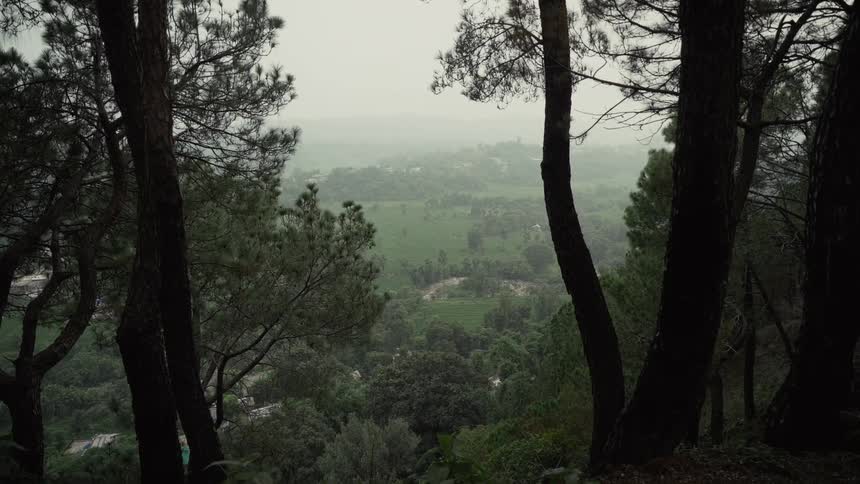 Lush landscape is seen through the trees from a higher vantage point