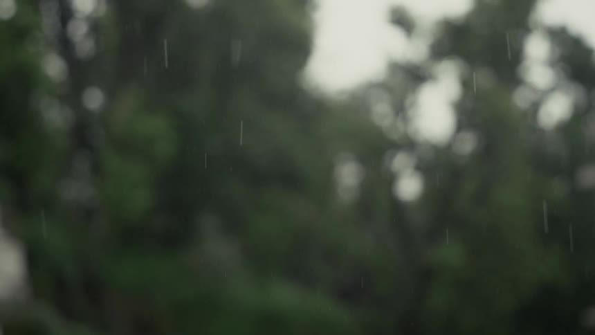 Rain is falling in a green forest