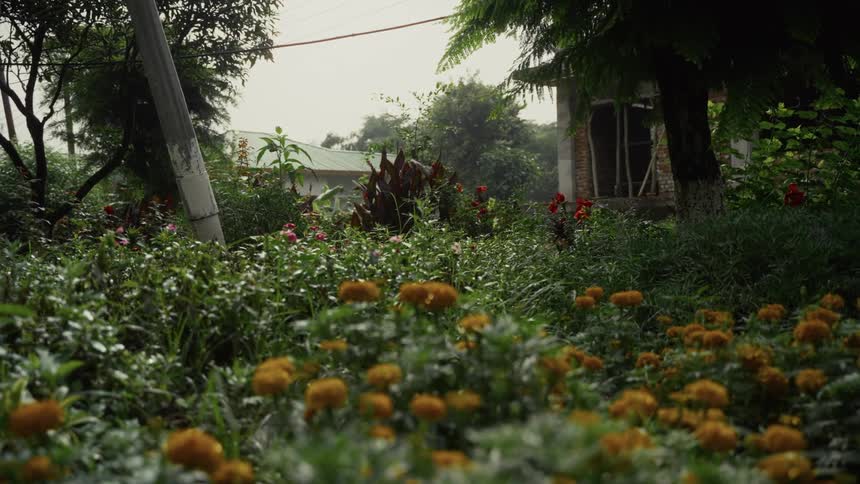 Field of yellow marigolds contrasts with dense greenery and rustic building in the background