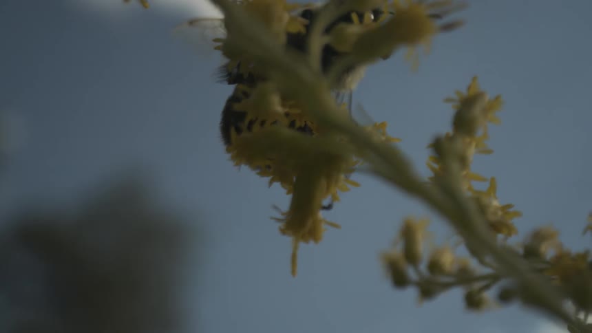 Bee gathers nectar among yellow flowers under blue sky in detailed pollination scene