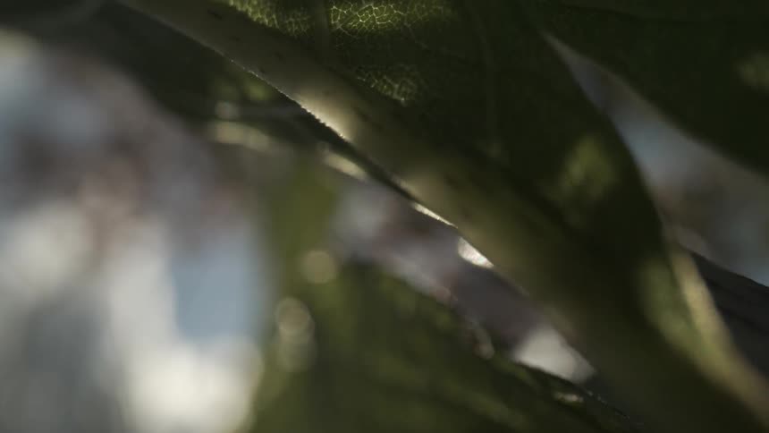 The green leaves are in the shade of the tree