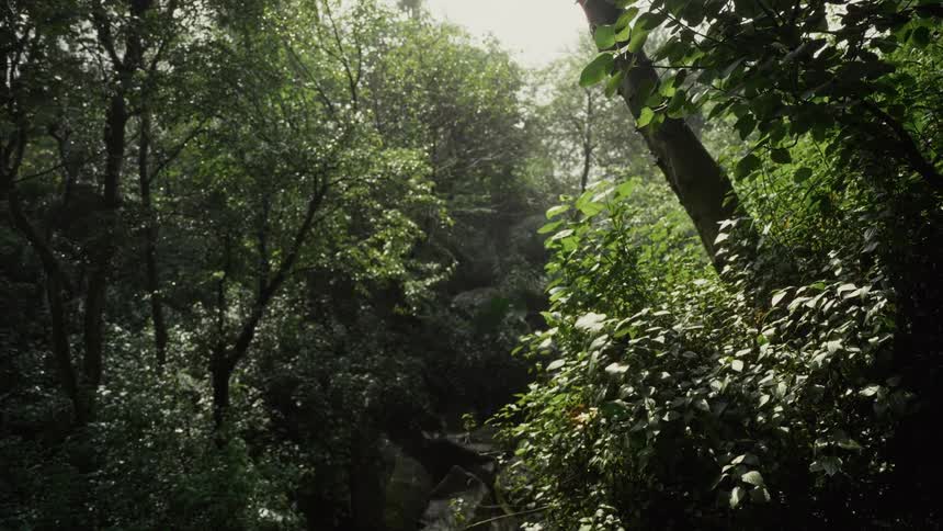 A slow tracking shot moves through a dense forest capturing the interplay of sunlight and shadows on the thick green foliage